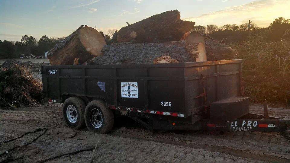Tree Removal Cost in Savannah, Effingham & Bryan County — 2026 Homeowner's Guide